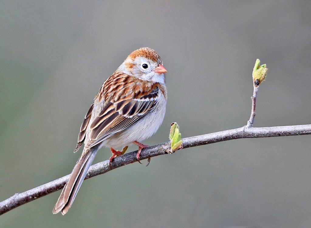 Field Sparrow by tcmurray74 is licensed under CC BY-NC 2.0.